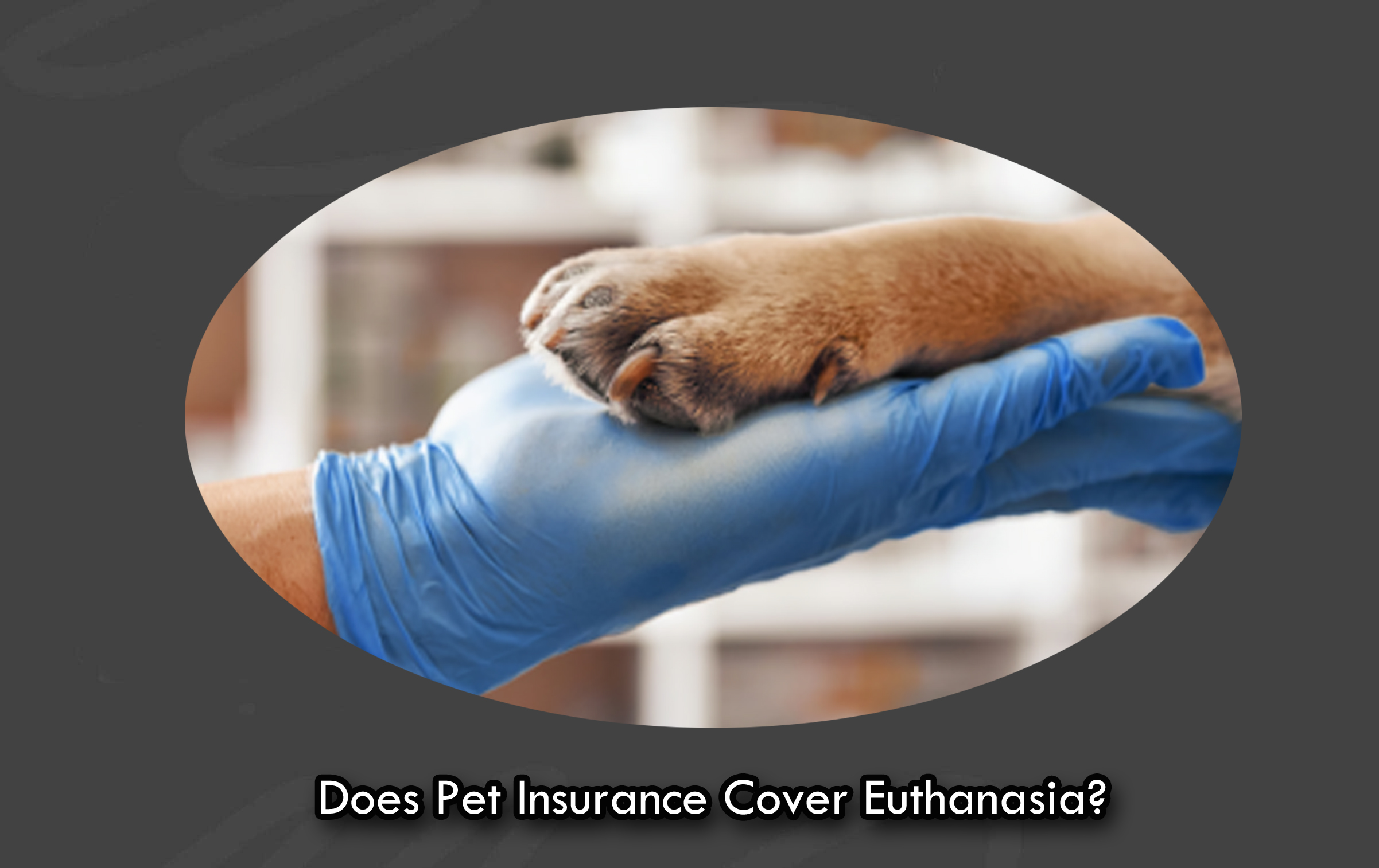 Does Pet Insurance Cover Euthanasia?