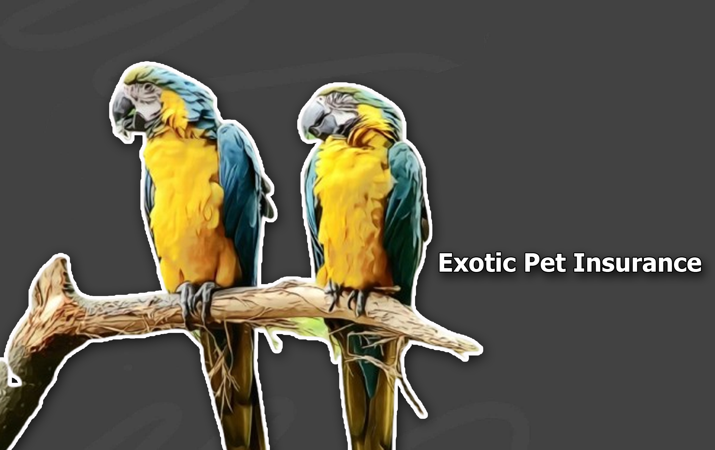 Exotic Pet Insurance - What It Is & What It Covers