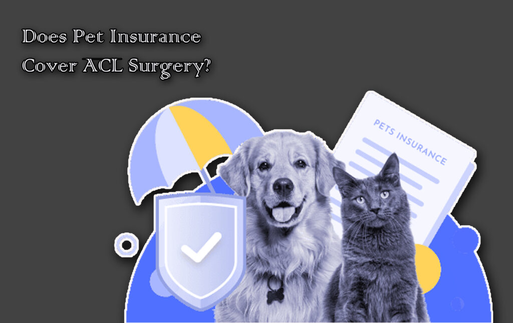 Does Pet Insurance Cover ACL Surgery?
