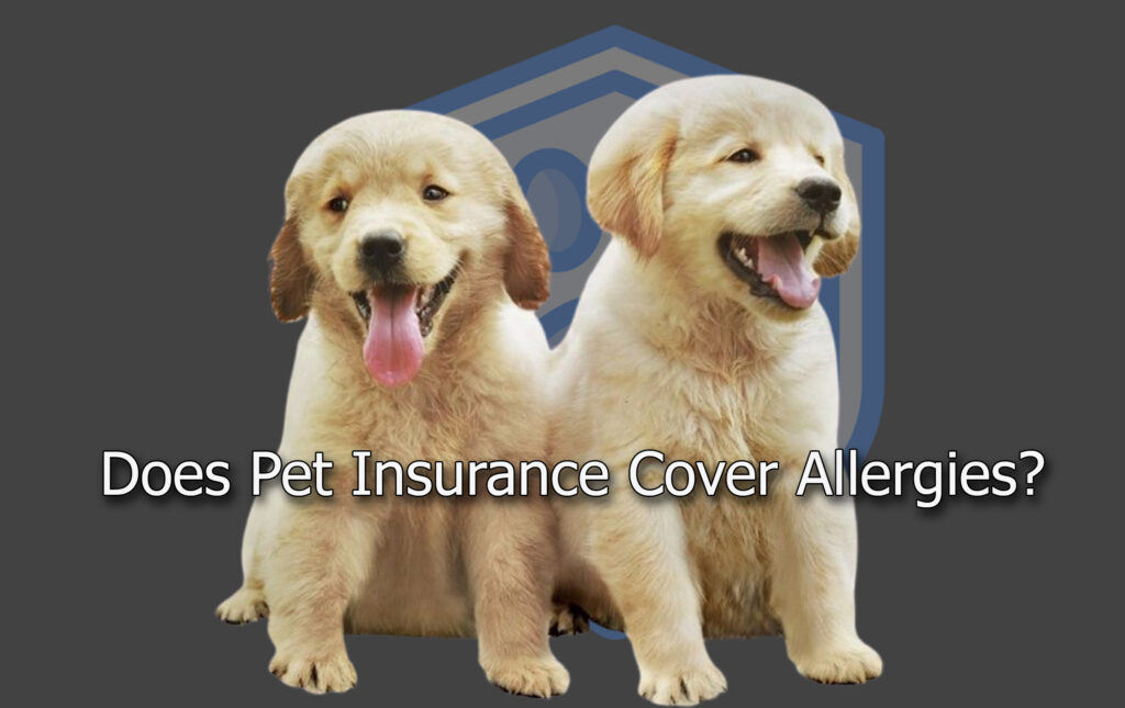 Does Pet Insurance Cover Allergies?