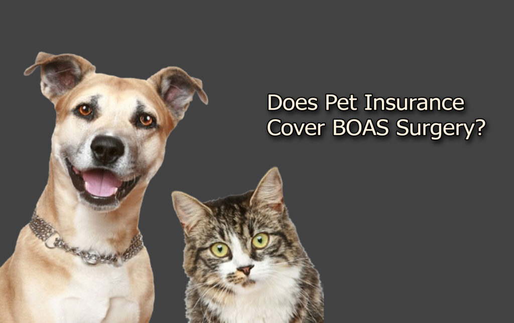 Does Pet Insurance Cover BOAS Surgery?