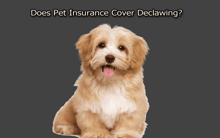 Does Pet Insurance Cover Declawing?
