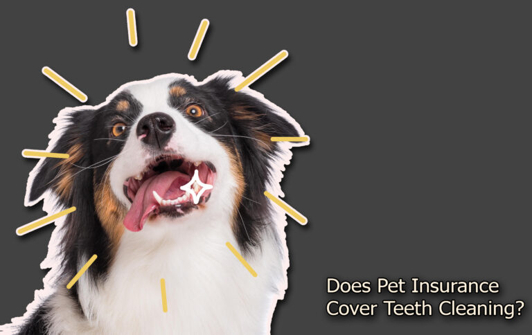 Does Pet Insurance Cover Teeth Cleaning? Does Pet Insurance Cover Teeth Cleaning?