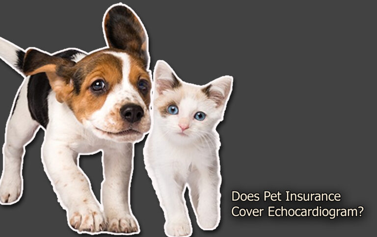 Does Pet Insurance Cover Echocardiogram? Does Pet Insurance Cover Echocardiogram?