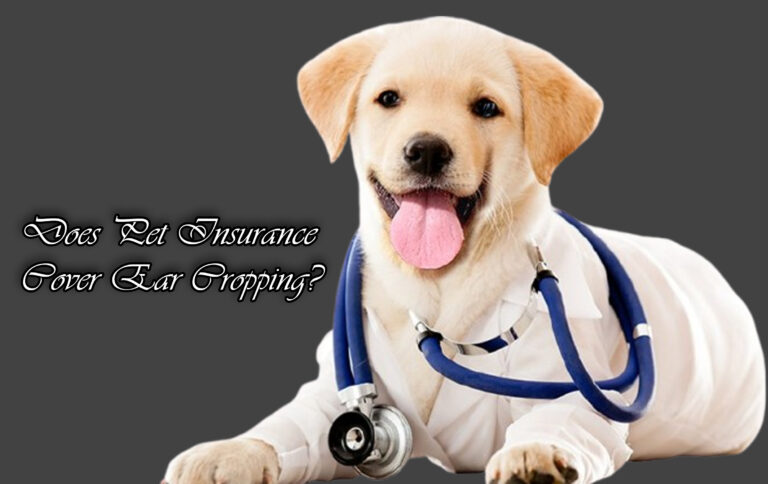 Does Pet Insurance Cover Ear Cropping?